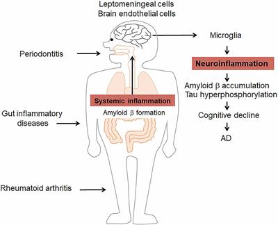 Inflammation Spreading: Negative Spiral Linking Systemic Inflammatory Disorders and Alzheimer’s Disease